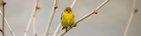 Goldfinch masculino empoleirado no membro da árvore — Fotografia de Stock