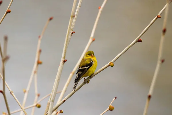 American Goldfinch empoleirado em árvore na primavera — Fotografia de Stock
