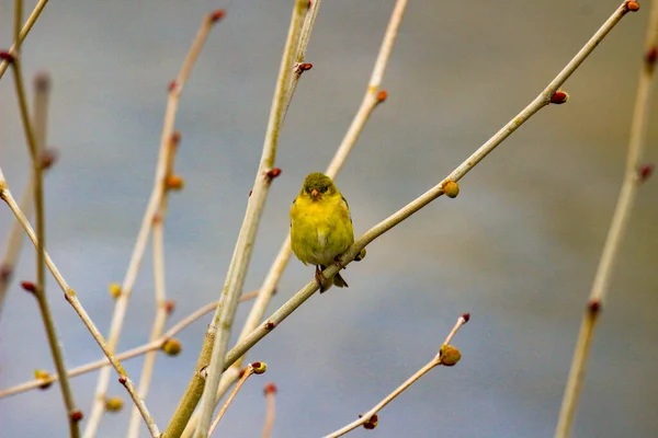 Chardonneret d'Amérique Perché dans l'arbre au printemps — Photo