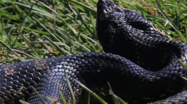 Doğu hognose yılanı Heterodon platirhinos, Ontario Kanada 'da tehdit altında olan bir türdür. Bu yetişkin, boynunu kendini savunurken dümdüz etti..