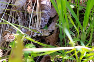 Doğu Süt Yılanı 'nın başı Lampropeltis Triangulum. Wisconsin' deki eski bir çayırda güneşin altında ısınıyor..