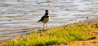 A Kill geyik kuşunun yakınında Ontario Kanada 'da bir su kuşu yönetim bölgesinin yakınında.