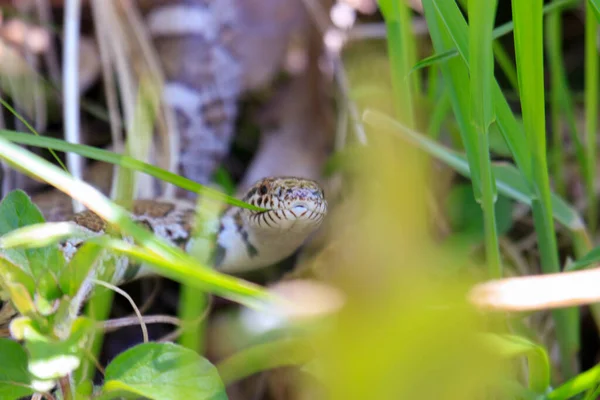 Photograph of the head of an Eastern Milk Snake, Lampropeltis triangulum, warming itself in the suns heat on an old board in a Wisconsin prairie.