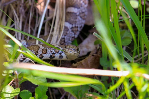 Photograph of the head of an Eastern Milk Snake, Lampropeltis triangulum, warming itself in the suns heat on an old board in a Wisconsin prairie.