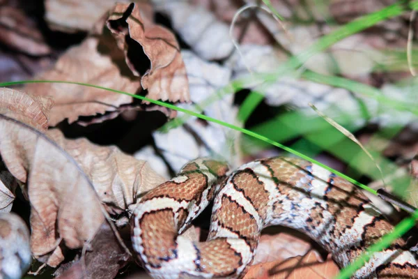 Photograph of the head of an Eastern Milk Snake, Lampropeltis triangulum, warming itself in the suns heat on an old board in a Wisconsin prairie. — Stock Photo, Image