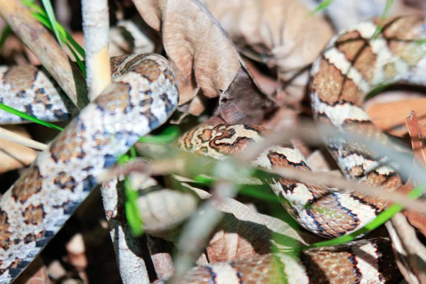 Photograph of the head of an Eastern Milk Snake, Lampropeltis triangulum, warming itself in the suns heat on an old board in a Wisconsin prairie.