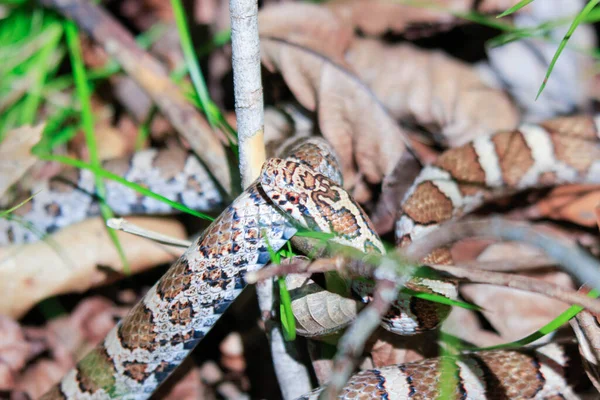 Photograph of the head of an Eastern Milk Snake, Lampropeltis triangulum, warming itself in the suns heat on an old board in a Wisconsin prairie.