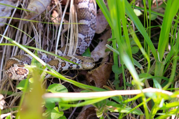 Photograph of the head of an Eastern Milk Snake, Lampropeltis triangulum, warming itself in the suns heat on an old board in a Wisconsin prairie.