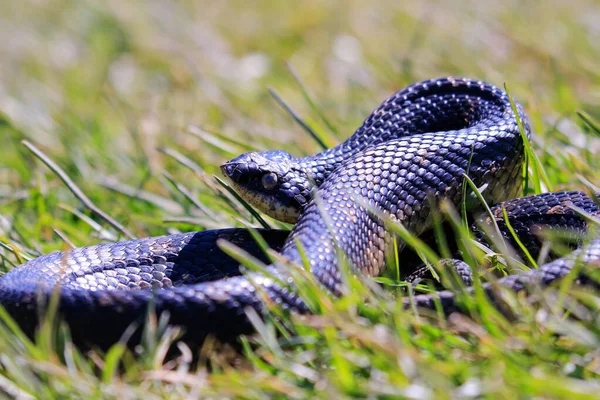 Eastern hog-nosed snake Ontário Canadá — Fotografia de Stock