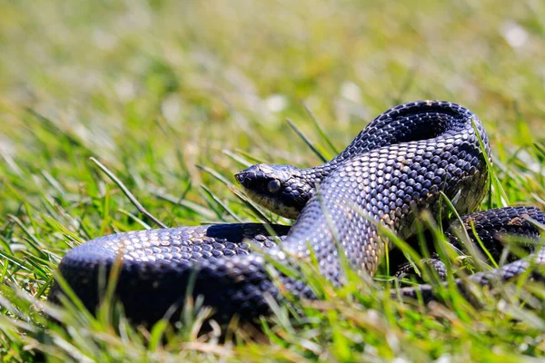 Eastern hog-nosed snake Ontário Canadá — Fotografia de Stock