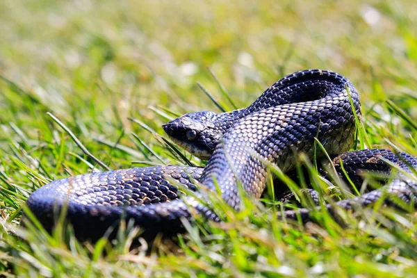 Eastern hog-nosed snake Ontário Canadá — Fotografia de Stock
