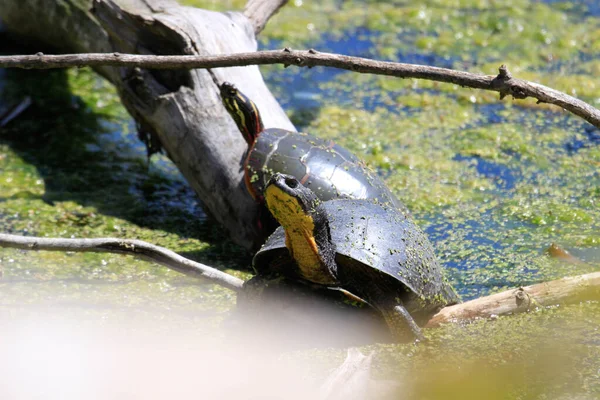 Blandings Turtle - Emydoidea blandingii, esta especie en peligro de extinción tortuga está disfrutando del calor del sol sobre un árbol caído. El agua circundante refleja la tortuga, el árbol y el follaje de verano.. —  Fotos de Stock