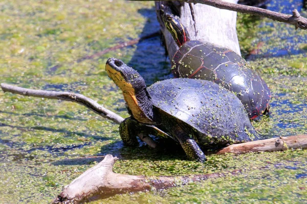 Чорнява черепаха - Emydoidea blandingii, цей зникаючий вид черепах насолоджується теплим сонцем на падаючому дереві. Навколишня вода відбиває черепаху, дерево і літнє листя.. — стокове фото