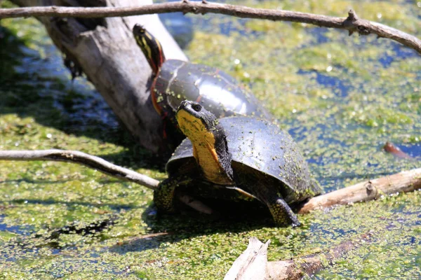 Blandings Turtle Emydoidea blandingii, esta tartaruga ameaçada de extinção está desfrutando do calor do sol no topo de uma árvore caída. A água circundante reflete a tartaruga, árvore e folhagem de verão. — Fotografia de Stock