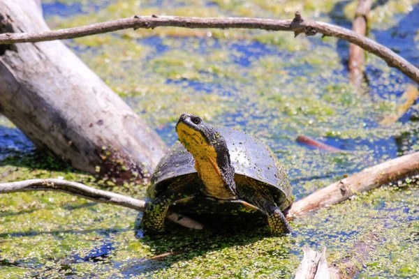 Blandings Turtle Emydoidea blandingii, esta tartaruga ameaçada de extinção está desfrutando do calor do sol no topo de uma árvore caída. A água circundante reflete a tartaruga, árvore e folhagem de verão. — Fotografia de Stock