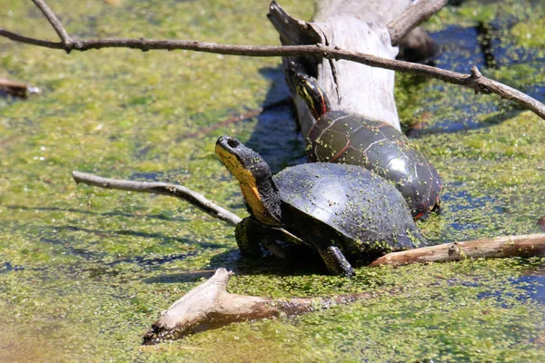 Landingen Schildpad - Emydoidea blandingii, deze bedreigde soort schildpad geniet van de warmte van de zon bovenop een omgevallen boom. Het omringende water reflecteert de schildpad, de boom en het zomerblad. — Stockfoto
