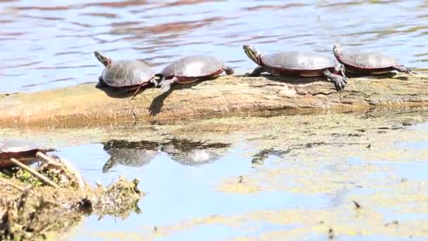 En gruppe af midland malede skildpadder soler sig på en log i Ontario Canada. – Stock-video