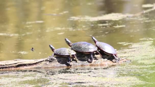 En gruppe af midland malede skildpadder soler sig på en log i Ontario Canada. – Stock-video