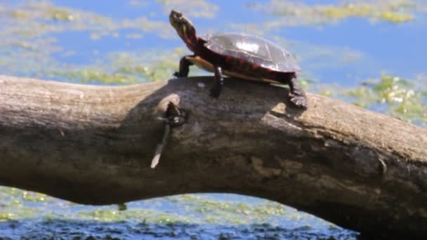 Een enkele beschilderde schildpad koestert zich in het vroege voorjaar terwijl het weer in Canada nog opwarmt — Stockvideo