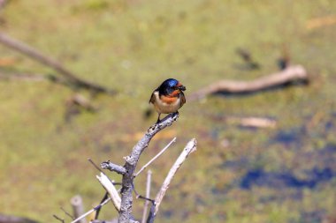 Ontario Kanada 'da bir göl kenarında bir ahır kırlangıcı. Ahır Kırlangıcı Kanada 'da tehdit altında olan bir tür..