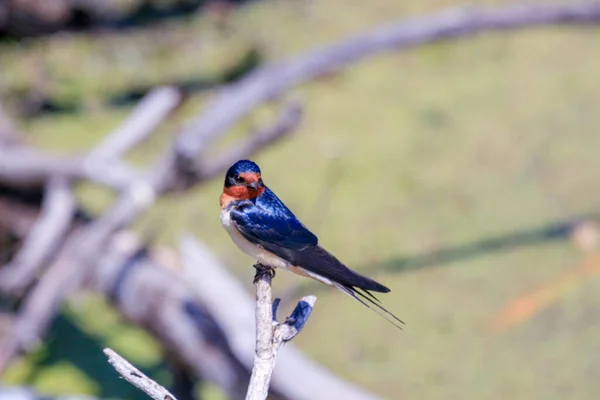 A barn swallow near a lake in Ontario Canada. The Barn swallow is a threatened species in Canada. — Stock Photo, Image