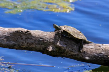 Northern Map turtle basking in Ontario Canada. The Northern Map turtle is of special concern in Ontario due to habitat loss. clipart
