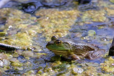 Lithobates catesbeianus - etkileyici amfibi güneşlenmesini gösteren bir dizi fotoğraf 