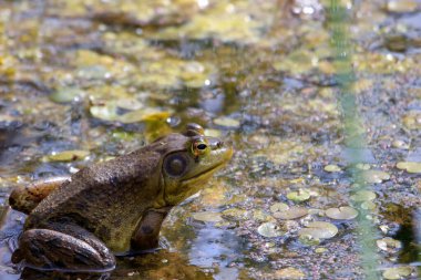 Lithobates catesbeianus - etkileyici amfibi güneşlenmesini gösteren bir dizi fotoğraf 
