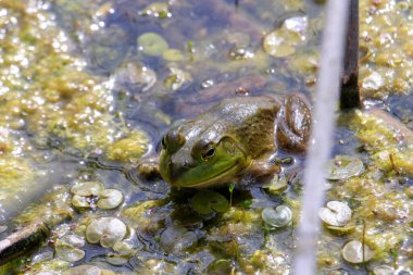 Lithobates catesbeianus - etkileyici amfibi güneşlenmesini gösteren bir dizi fotoğraf 