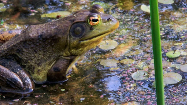 Lithobates catesbeianus - une série de photos montrant l'impressionnant badigeonnage des amphibiens — Photo