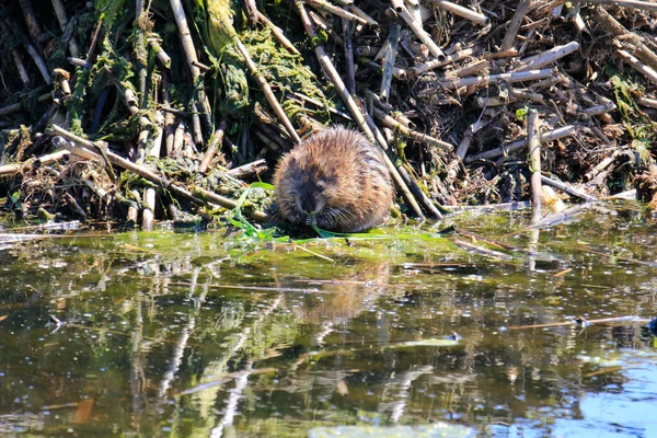 Muskrat Ondatra zibethicus, leżący nad brzegiem rzeki Grand, w Ontario, Kanada. — Zdjęcie stockowe