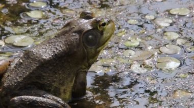 Lithobates catesbeianus - Kuzey Amerika kurbağası ilkbaharın başlarında Kanada 'da. 