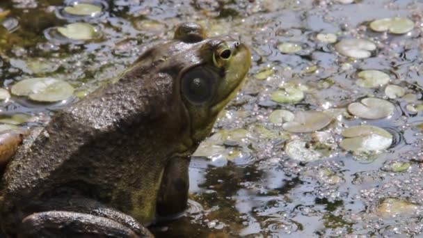 Lithobates catesbeianus - De Noord-Amerikaanse kikker in het vroege voorjaar in Canada. — Stockvideo