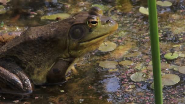 Lithobates catesbeianus - The North American bullfrog in early spring in Canada. — Stock Video