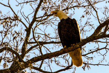Uçan bir kartal kümülüs bulutlarından düşer, bir ok gibi, yerdeki avın üzerine, yakın plan..