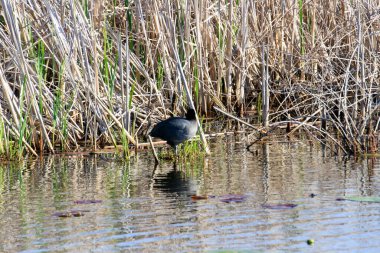 Avrasya ördeği - Tek bacaklı suda paslanıyor.