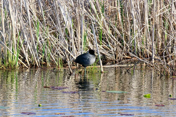 Eurasian Coot - Rouille dans l'eau sur une jambe. — Photo