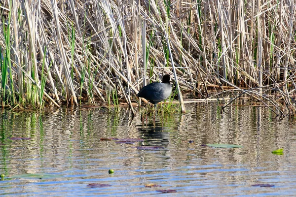 Eurasian Coot - Σκουριά στο νερό στο ένα πόδι. — Φωτογραφία Αρχείου