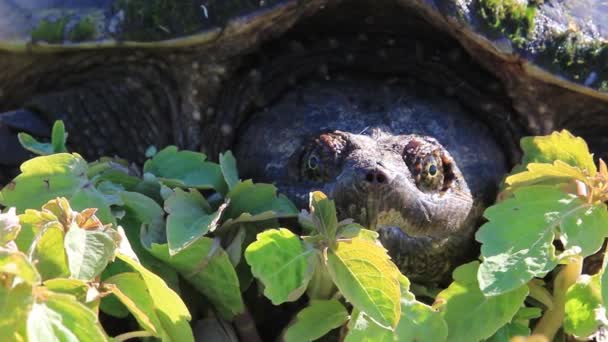 Черепаха Челідра - серпентина і дивиться на берег ставка в Онтаріо, Канада. — стокове відео