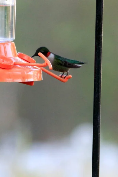 Ruby-throated kolibri utfodring från matare — Stockfoto