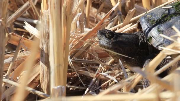 캐나다 온타리오주에 있는 연못 주위를 어슬렁 거리는 거북 첼리 드라 세르 펜 티나 서식지와 모습. — 비디오
