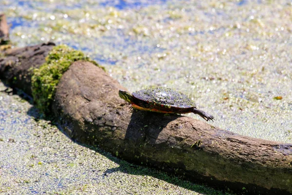 池にはたくさんのカメが泳いでいます。 — ストック写真