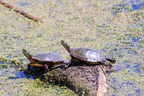 Veel schildpadden koesteren zich aan een vijver — Stockfoto