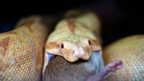 Albinos Boa dusiciel na kawałku drewna, na czarnym tle — Zdjęcie stockowe