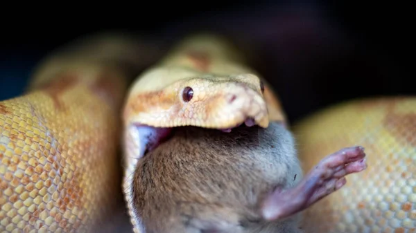 Albino Boa boa yılanı siyah arka planda bir tahta parçası üzerinde — Stok fotoğraf