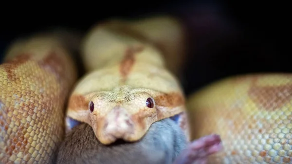 Albino Boa constrictor sur un morceau de bois, sur un fond noir Photo De Stock