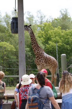 Toronto Kanada, 24 Ağustos 2019: Toronto hayvanat bahçesinde zürafaları izleyen insanların editör fotoğrafı. Toronto hayvanat bahçesi Kanada 'nın en büyük koruma hayvanat bahçesidir.