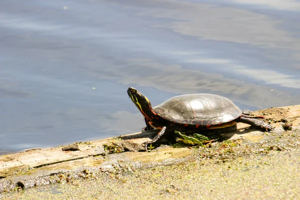 Midland Painted Turtles with Reflection Stock Image