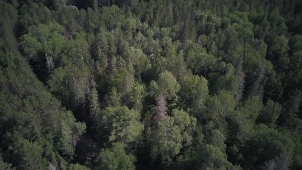 Revelando un lago con una cámara panorámica, algonquin canada — Vídeos de Stock