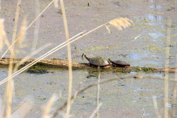 Пэйнсированные черепахи купаются на солнце у бассейна — стоковое фото